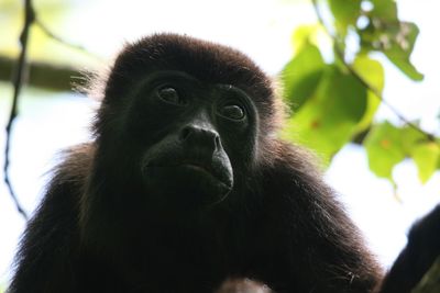 Low angle view of monkey on tree