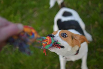 A dog pulling a rope. beagle dog playing with his master. dog and his master outside.