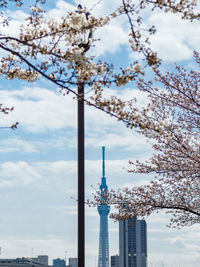 Low angle view of tree with buildings in background