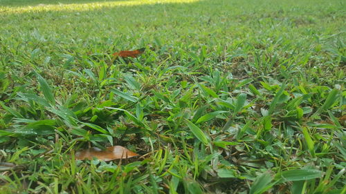 Close-up of snake on field