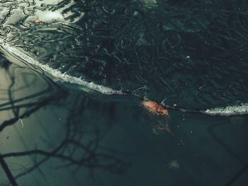 High angle view of fish swimming in lake