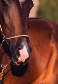 Close-up of horse