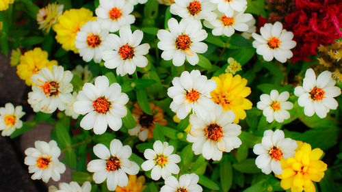 High angle view of flowers blooming outdoors