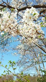 Low angle view of flowers blooming on tree