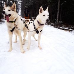 Dog on snow