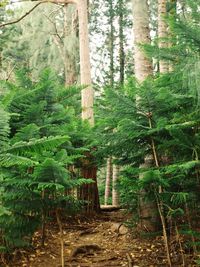 Trees in forest