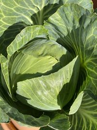 Close-up of green cabbage 