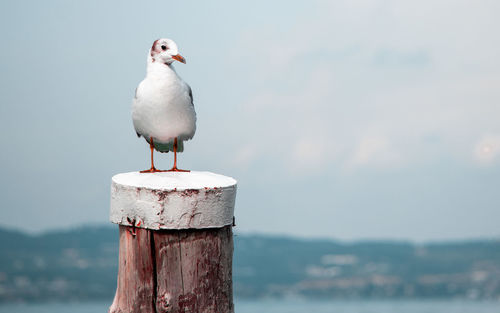 Close-up of seagull perching on wooden post