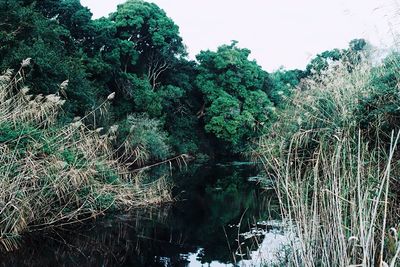 Trees in pond