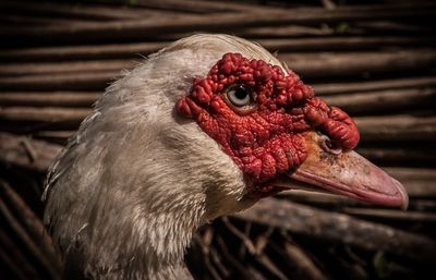 Close-up of parrot