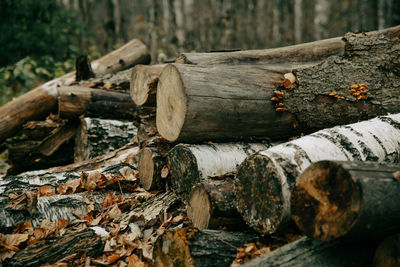 Close-up of logs