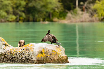 Two cormorants on a rock