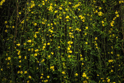 Yellow flowering plants on field