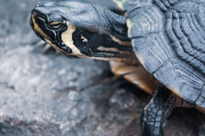 Close-up of a turtle