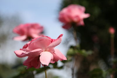 Close-up of pink bougainvillea blooming against sky