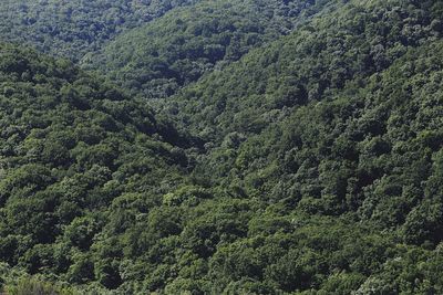 High angle view of pine trees in forest