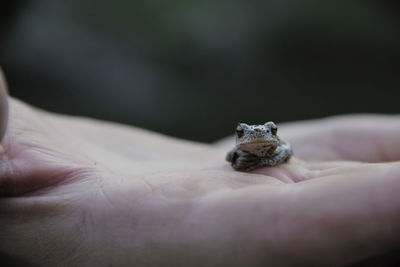 Close-up of hand holding small