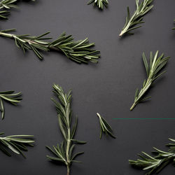 Close-up of leaves on table