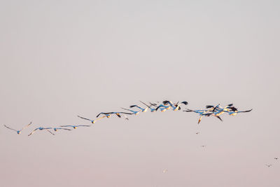 Birds flying in sky