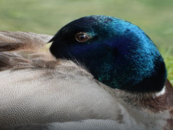 Close-up of peacock