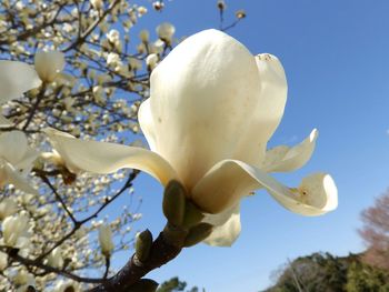 Close-up of white flowers against tree