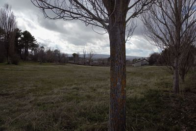 Bare trees on field against sky