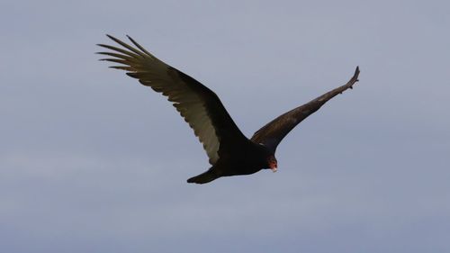 Low angle view of eagle flying in sky