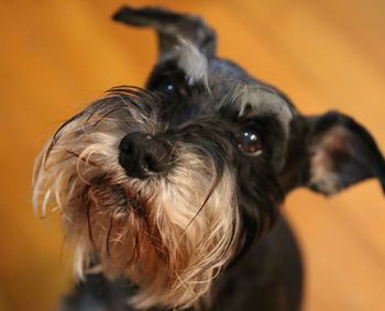 Close-up of dog