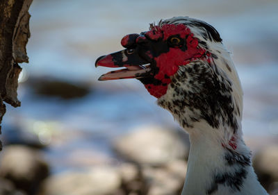 Close-up of a bird