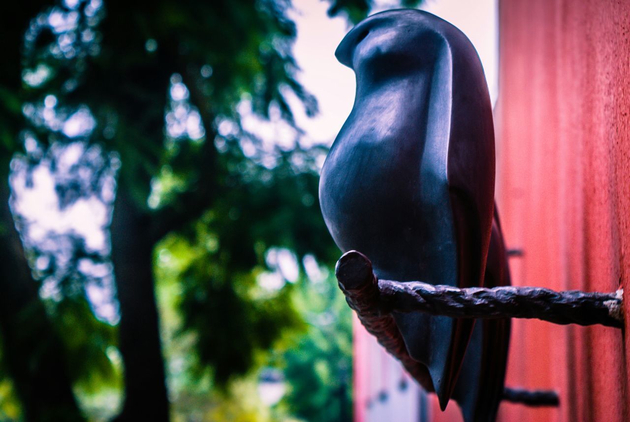 focus on foreground, tree, close-up, hanging, red, metal, selective focus, fence, day, branch, outdoors, no people, nature, sunlight, growth, safety, protection, part of, low angle view, metallic