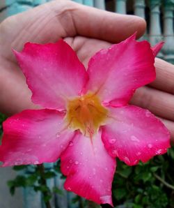 Close-up of pink flower