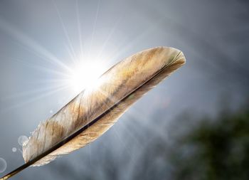 Low angle view of feather against bright sun