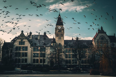 Flock of birds flying over river with city in background