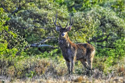 Portrait of deer standing in forest