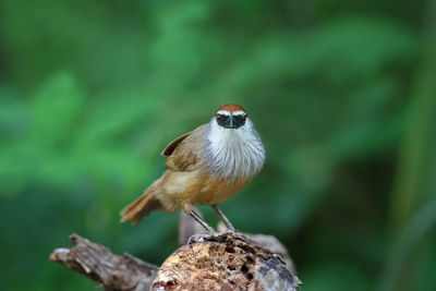 Close-up of sparrow perching on branch