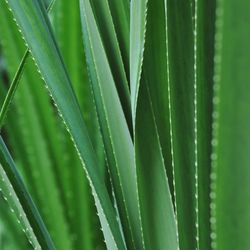 Full frame shot of green leaf