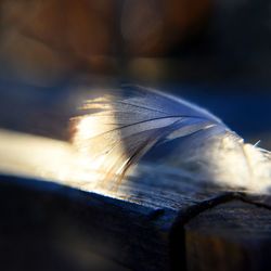 Close-up of feather