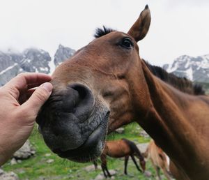 Close-up of hand holding horse on field