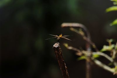 Close-up of dragonfly