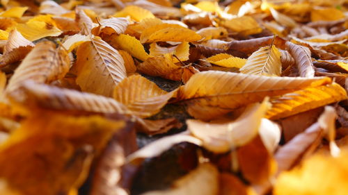 Close-up of dry leaves