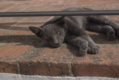 Close-up of cat lying outdoors