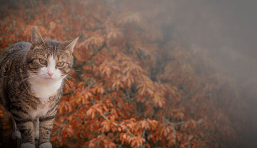 Portrait of cat sitting against tree