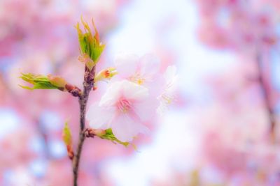 Close-up of pink flowers