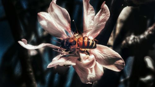 Close-up of insect on flower