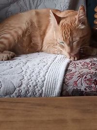 Cat sleeping on bed at home