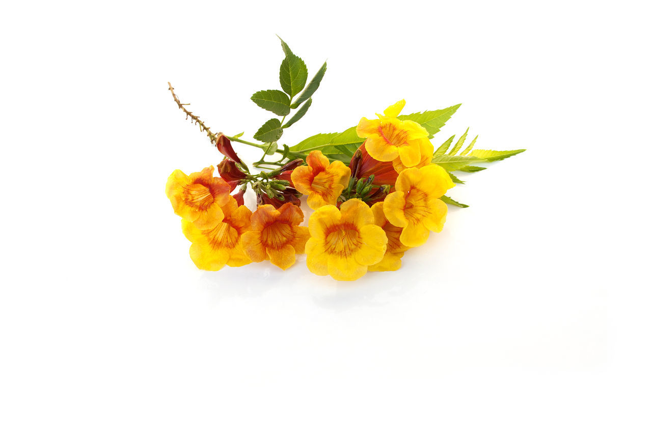 CLOSE-UP OF YELLOW FLOWERING PLANT