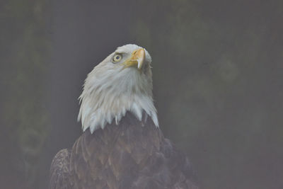Close-up of eagle against blurred background