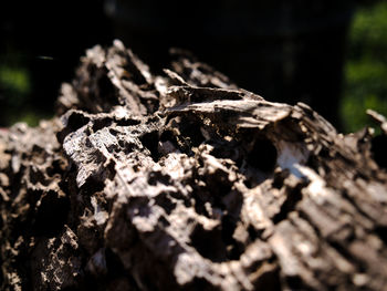 Close-up of tree trunk