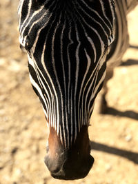 Close-up of a zebra