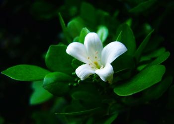 Close-up of white flowers blooming outdoors